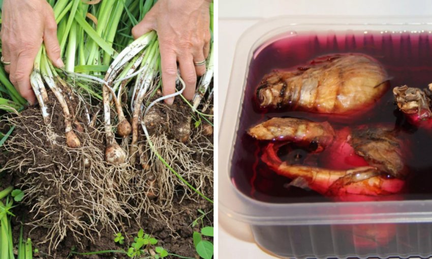 Уход за цветком Уход за цветком