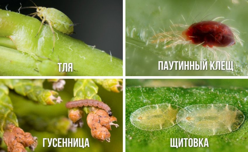Вредители можжевельника Вредители можжевельника