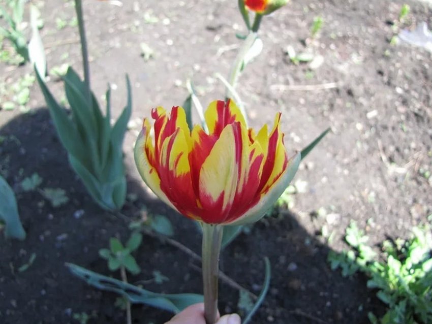 Пестролепестность тюльпана
