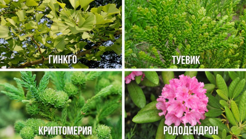 Растения, высаживаемые вместе с кипарисовиком