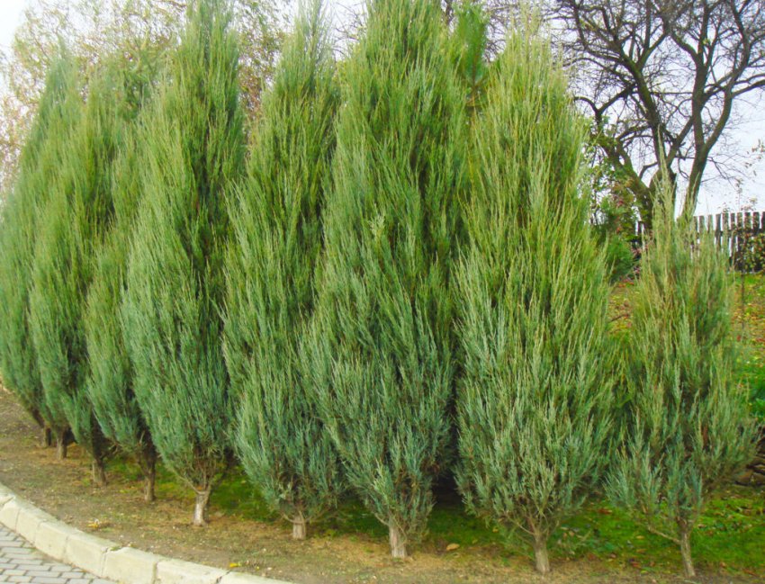 Можжевельник Скайрокет