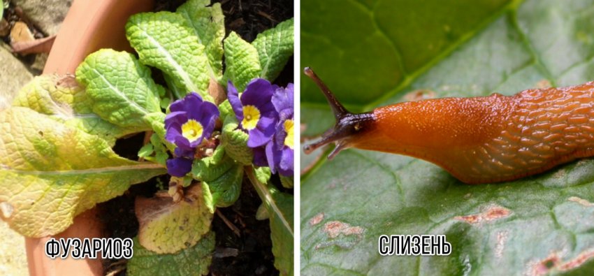 Болезнь и вредитель примулы Болезнь и вредитель примулы