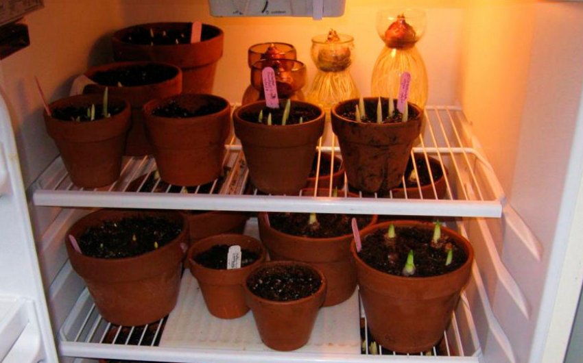 Хранение луковиц в холодильнике Хранение луковиц в холодильнике