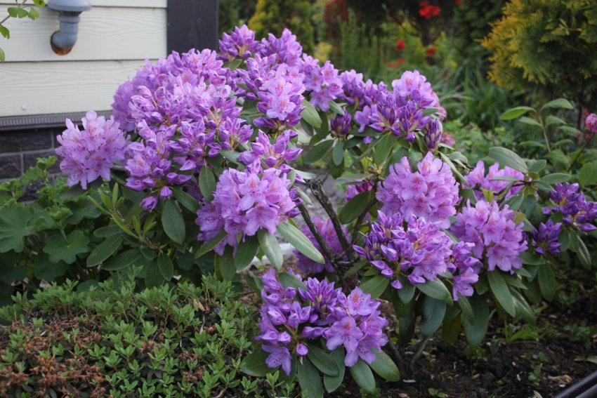 Куст рододендрона Грандифлорум Куст рододендрона Грандифлорум