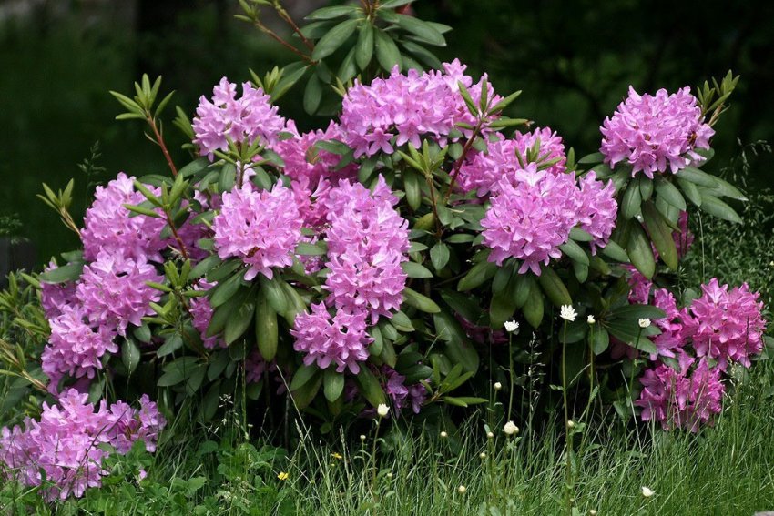 Рододендрон Грандифлорум Рододендрон Грандифлорум