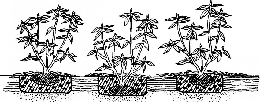 Правильная глубина посадки рододендрона Правильная глубина посадки рододендрона