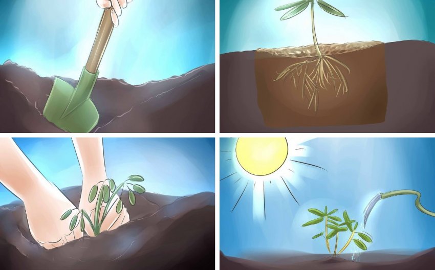 Посадка рододендрона Посадка рододендрона