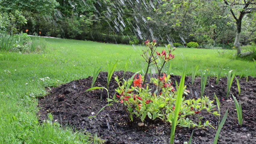 Полив рододендрона Полив рододендрона