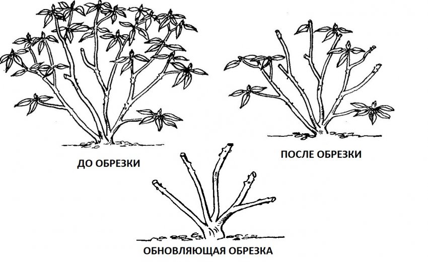 Обрезка рододендрова Обрезка рододендрова