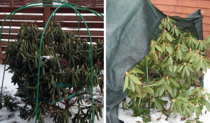 Укрытие рододендрона на зиму Укрытие рододендрона на зиму