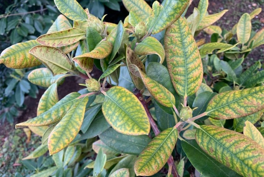 Хлороз рододендрона Хлороз рододендрона