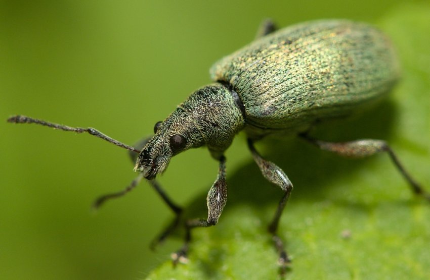 Кленовый долгоносик-листоед Кленовый долгоносик-листоед