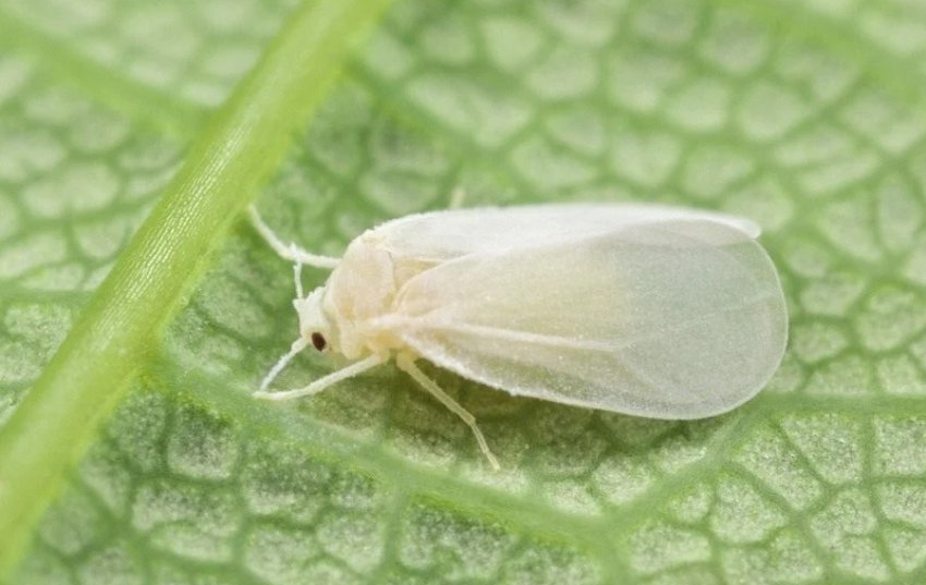 Алейродид Алейродид