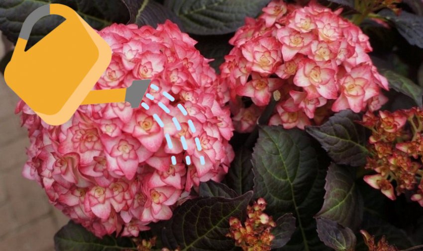 Полив гортензии Мисс Саори Полив гортензии Мисс Саори