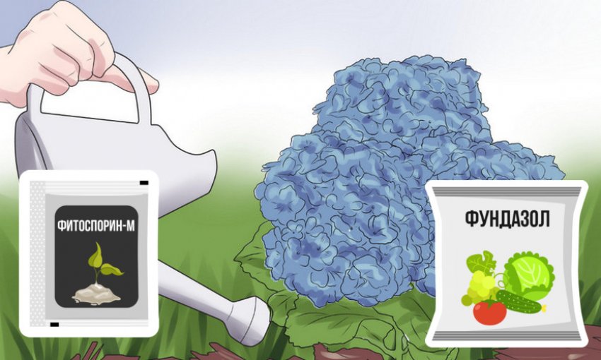 Препараты против болезней гортензии Препараты против болезней гортензии