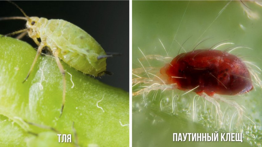 Вредители гортензии Вредители гортензии