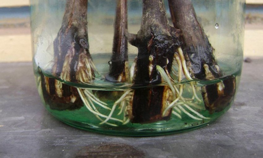 Укоренение черенков в воде