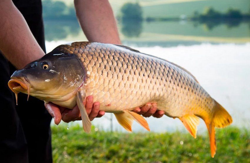 Свежий сазан Свежий сазан