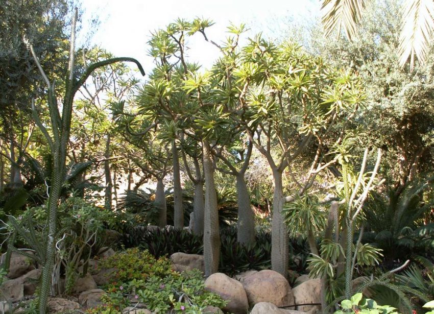 Пахиподиум Ламера кустарники