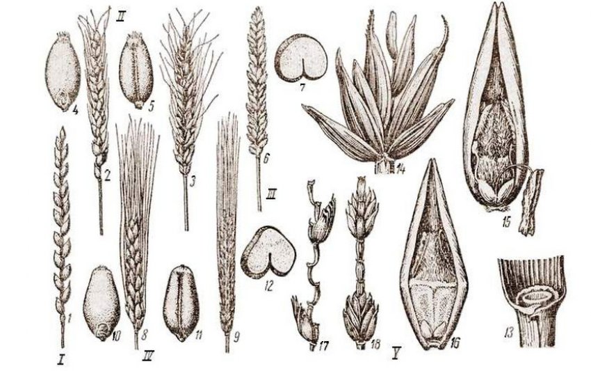 Строение пшеницы