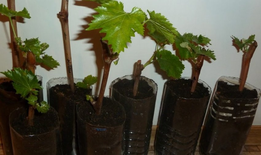 Уход за виноградными черенками