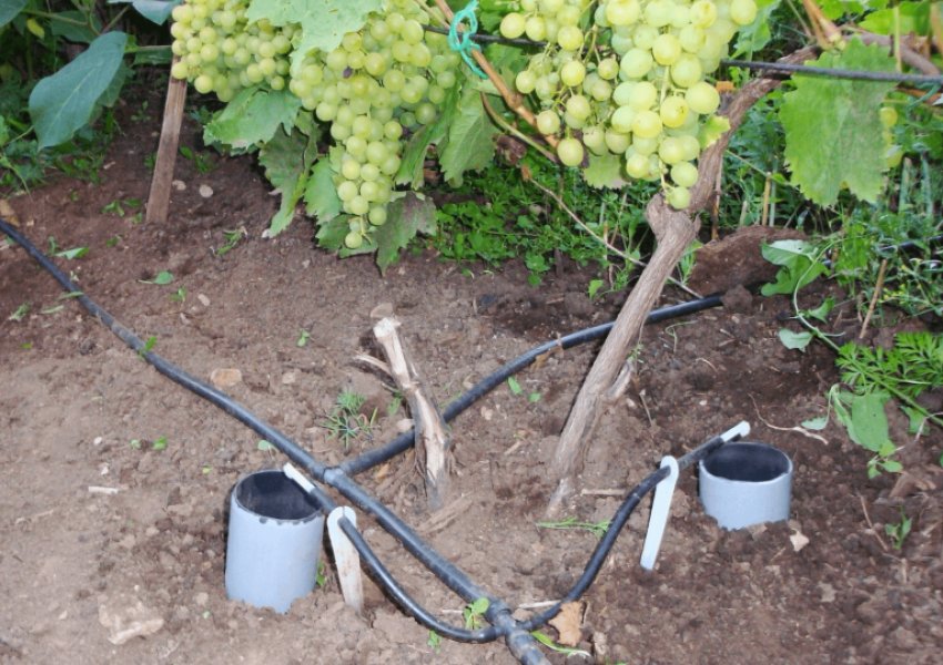 Капельный полив для винограда