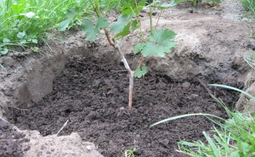 Посадка винограда