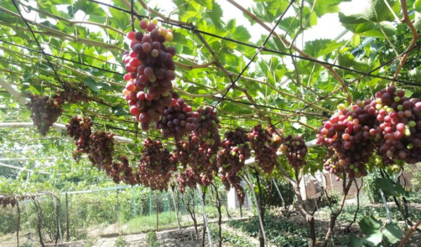 Виноград Фавор