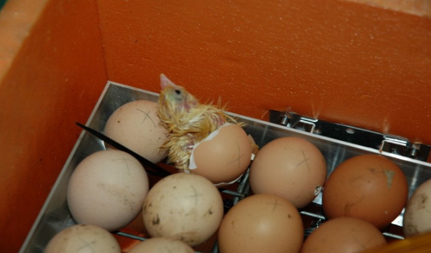 Цыплята в инкубаторе