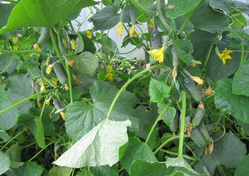 Огурцы в теплице Огурцы в теплице