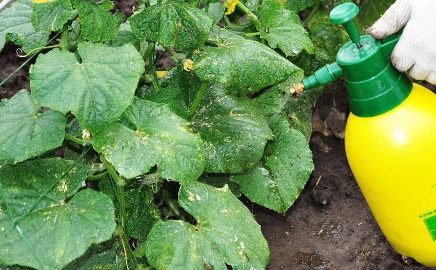 Опрыскивание огурцов Опрыскивание огурцов