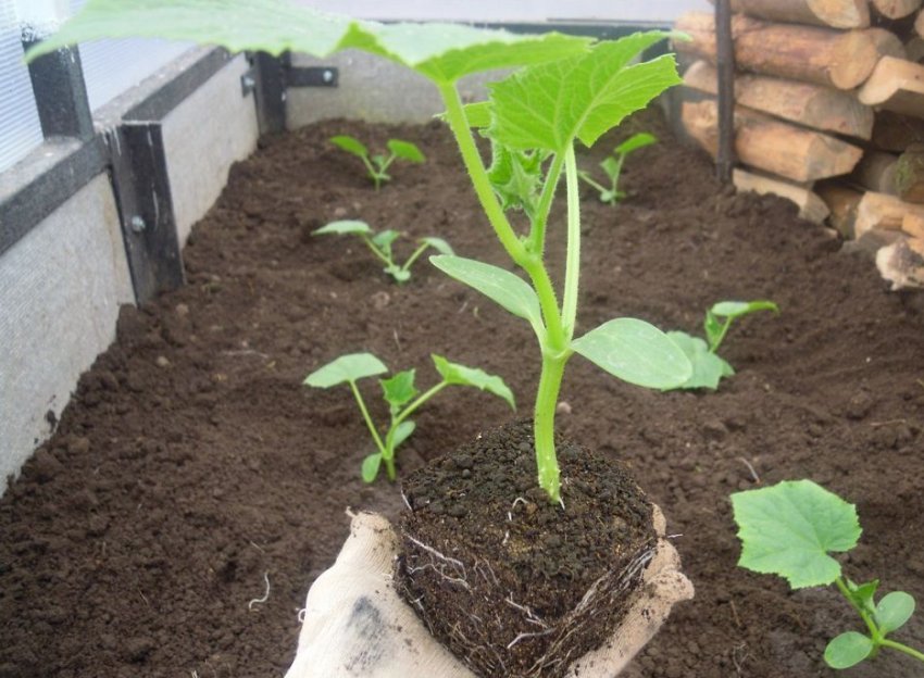 Рассада огурцов Рассада огурцов