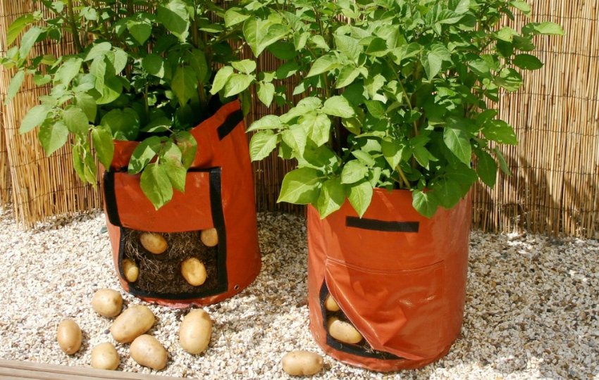 Сроки и основные правила сбора урожая Сроки и основные правила сбора урожая