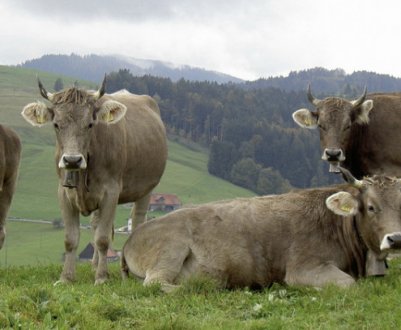 Корова швицкой породы: описание, уход и кормление