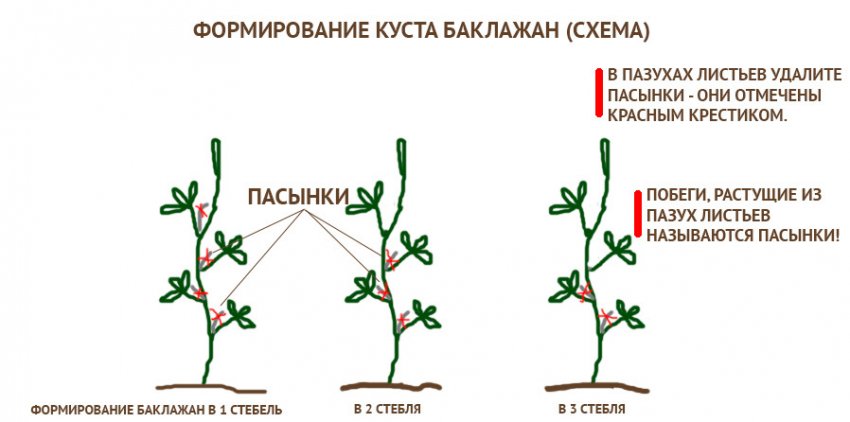 Формирование куста баклажанов