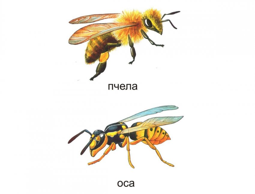 Внешние различия пчелы и осы