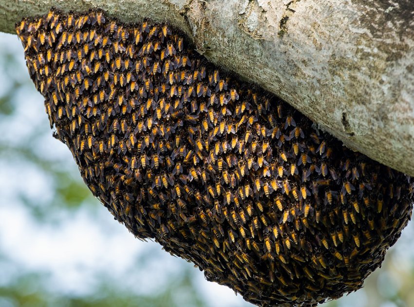 Гнездо пчёл