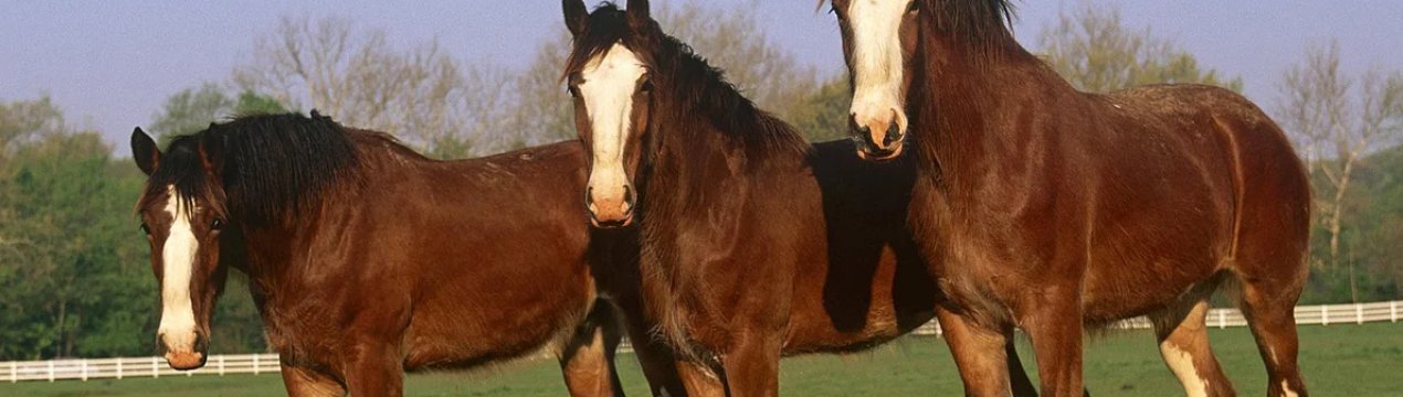 Кінь радянський ваговоз: характеристика, особливості утримання в домашніх умовах