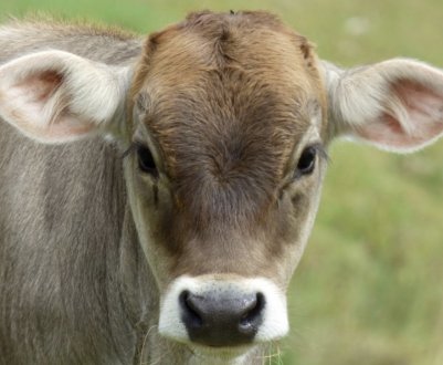 Корова костромской породы: описание, уход и кормление