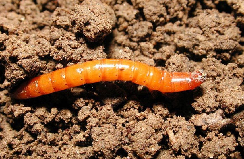 Проволочник Проволочник