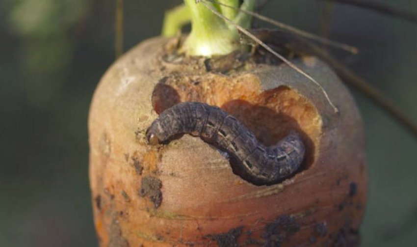 Озимая совка Озимая совка