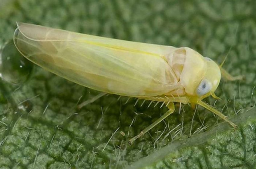 Листоблошка морковная Листоблошка морковная