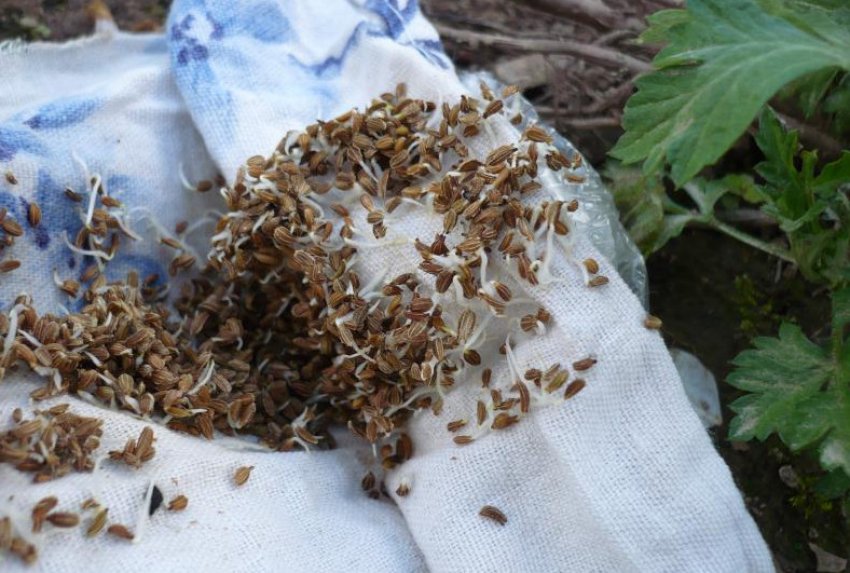 Проращивание семян моркови Проращивание семян моркови