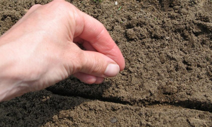 Посев моркови Посев моркови