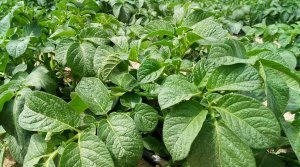 Самодельный мульчер для картофельной ботвы - Сад и Огород