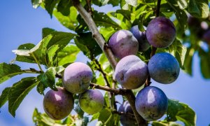 Слива Дашенька - описание сорта, фото, характеристики плодов и дерева