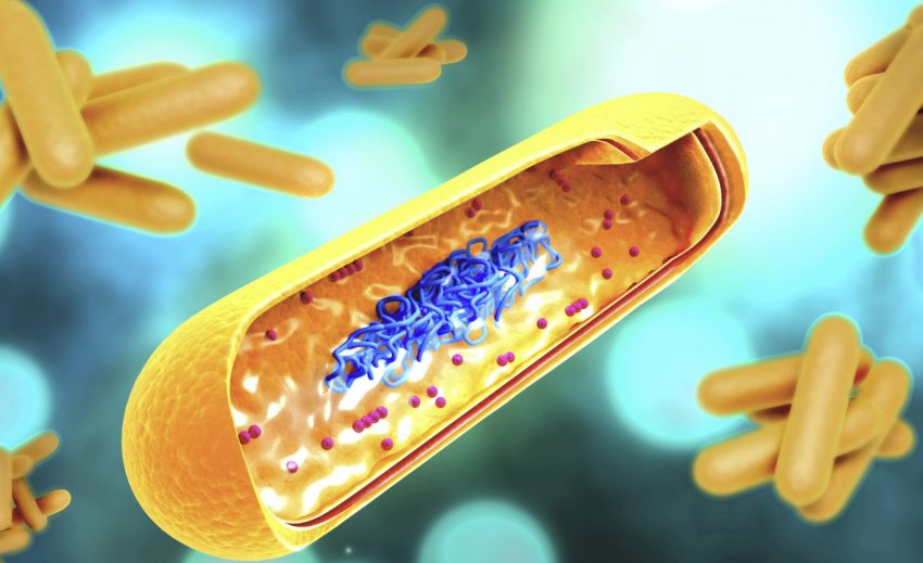 Mycobacterium tuberculosis