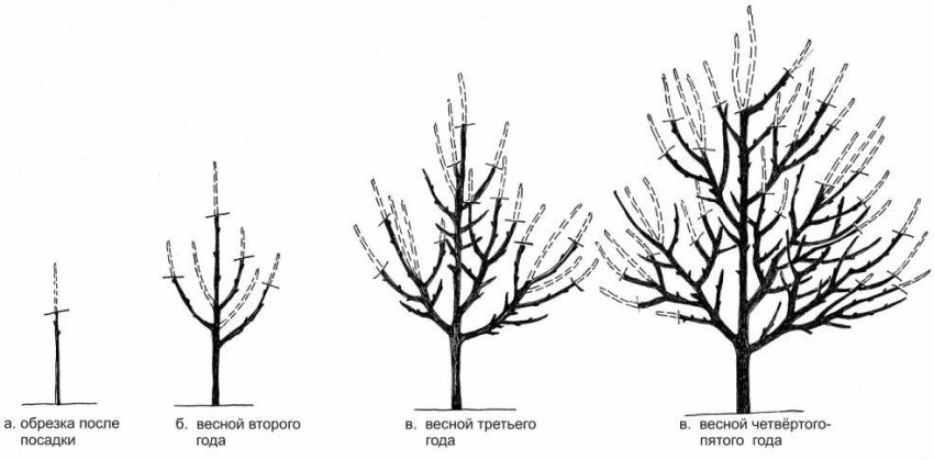 Формирование грушевого дерева