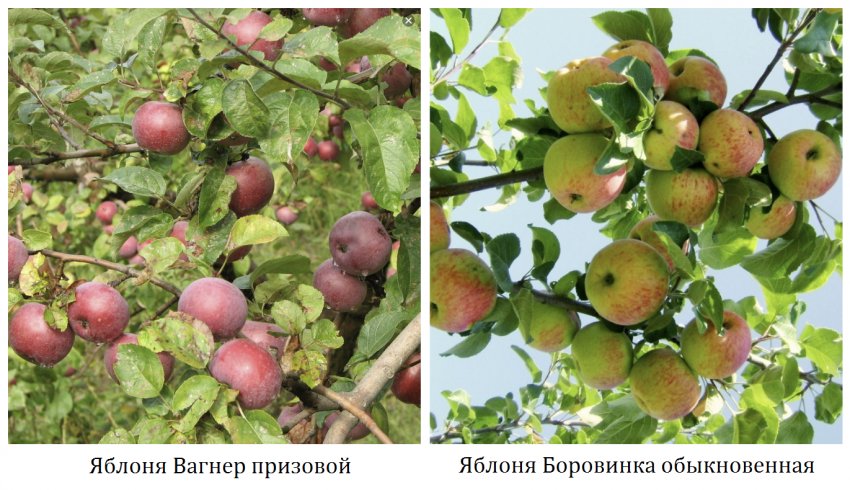 Родительские яблони сорта Жигулёвское