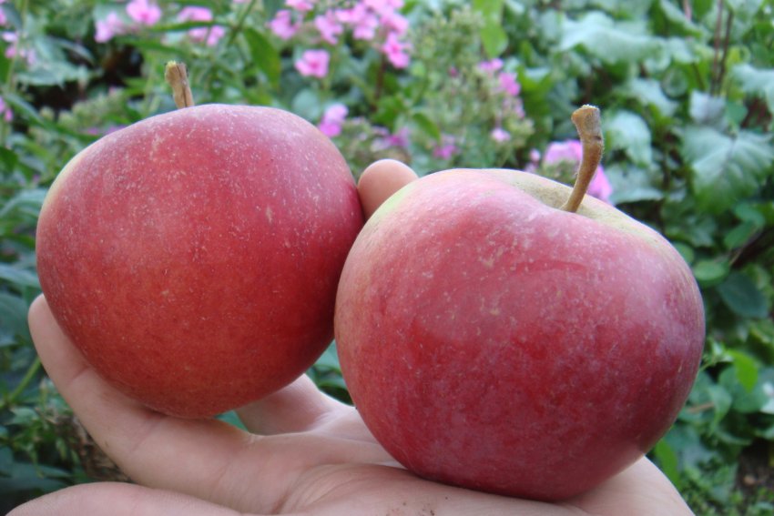 Жигулёвские яблоки